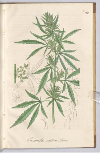 cbdsuisse-cbd-cannabisculture-cbdlife-cannabismedicinal-swisscbd-cannabis-marijuana-weed-hemp-swisscannabis-cannabislegal-swissmade-medicalmarijuana-cbdhemp-cbdhanf-swisshemp-30